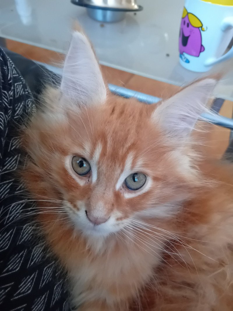Apollon Mâle Maine coon