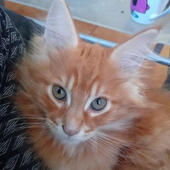 chaton Maine coon red blotched tabby Apollon Chatterie de sweet sunshine chaton Maine coon red blotched tabby Apollon Chatterie de sweet sunshine