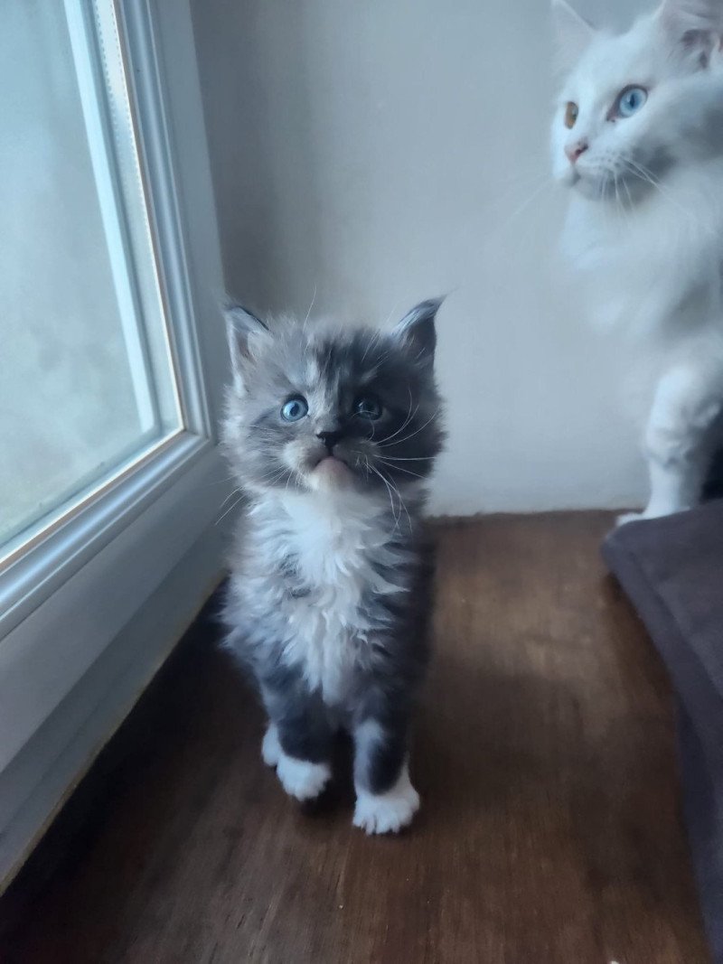 Aspen Mâle Maine coon