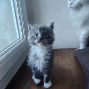 chaton Maine coon blue blotched tabby Aspen Chatterie de sweet sunshine