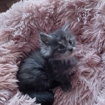 chaton Maine coon blue blotched tabby Ava Chatterie de sweet sunshine