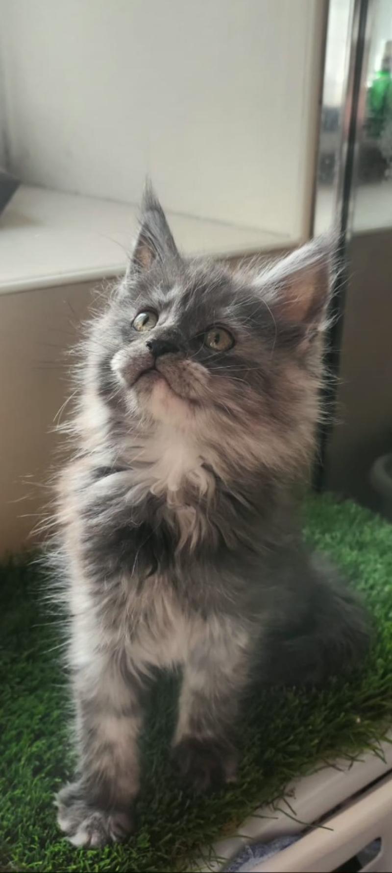 Ava Femelle Maine coon