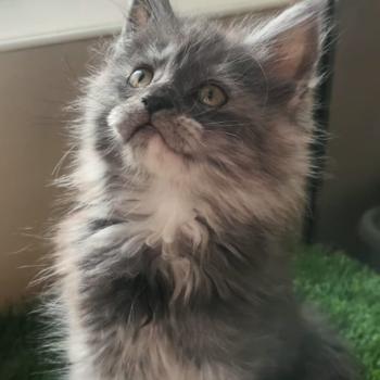 chaton Maine coon blue blotched tabby Ava Chatterie de sweet sunshine