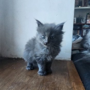 chaton Maine coon blue Azur Chatterie de sweet sunshine