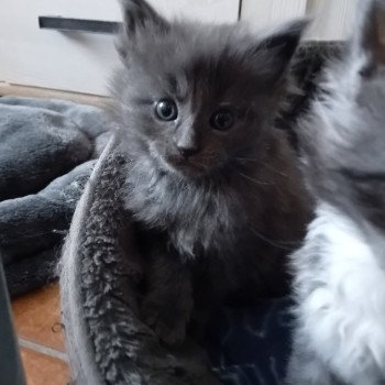 chaton Maine coon blue Azur Chatterie de sweet sunshine