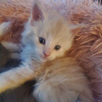 chaton Maine coon blue Azur Chatterie de sweet sunshine