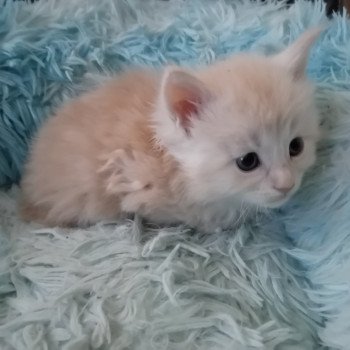 chaton Maine coon blue Azur Chatterie de sweet sunshine