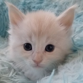 chaton Maine coon cream Alaska Chatterie de sweet sunshine