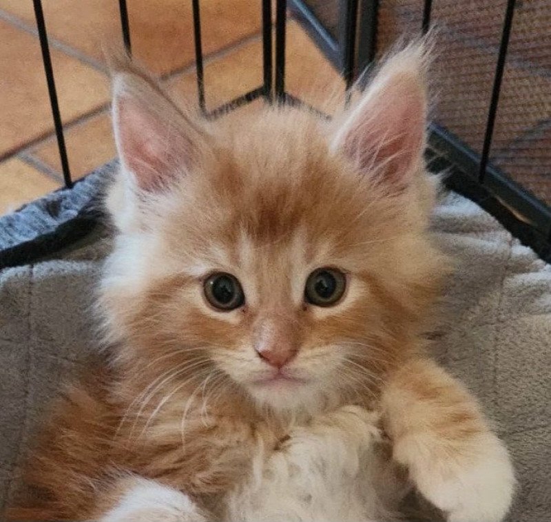 Armani Mâle Maine coon