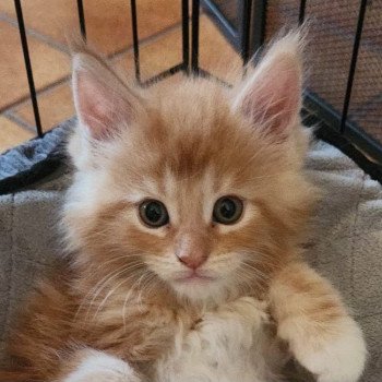 chaton Maine coon cream Alaska Chatterie de sweet sunshine