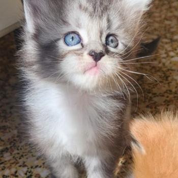 chaton Maine coon black silver blotched tabby Bahia Chatterie de sweet sunshine