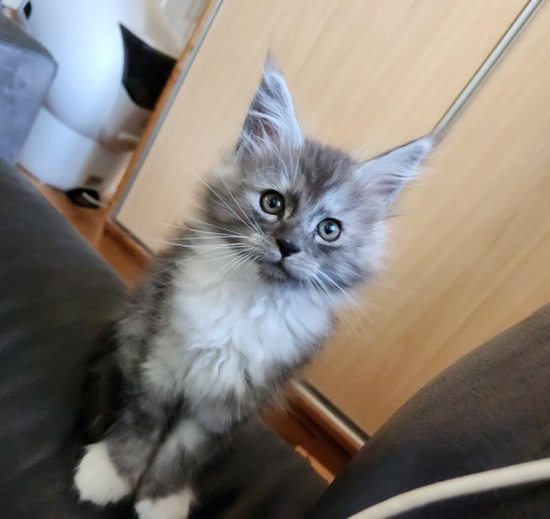 Bahia Femelle Maine coon