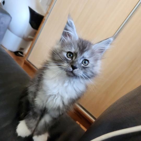 Bahia Femelle Maine coon