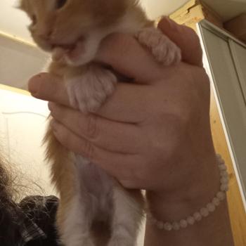 chaton Maine coon polydactyle Basile Chatterie de sweet sunshine