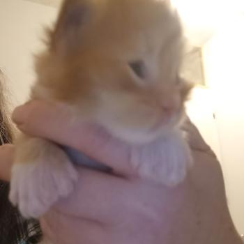 chaton Maine coon polydactyle Basile Chatterie de sweet sunshine