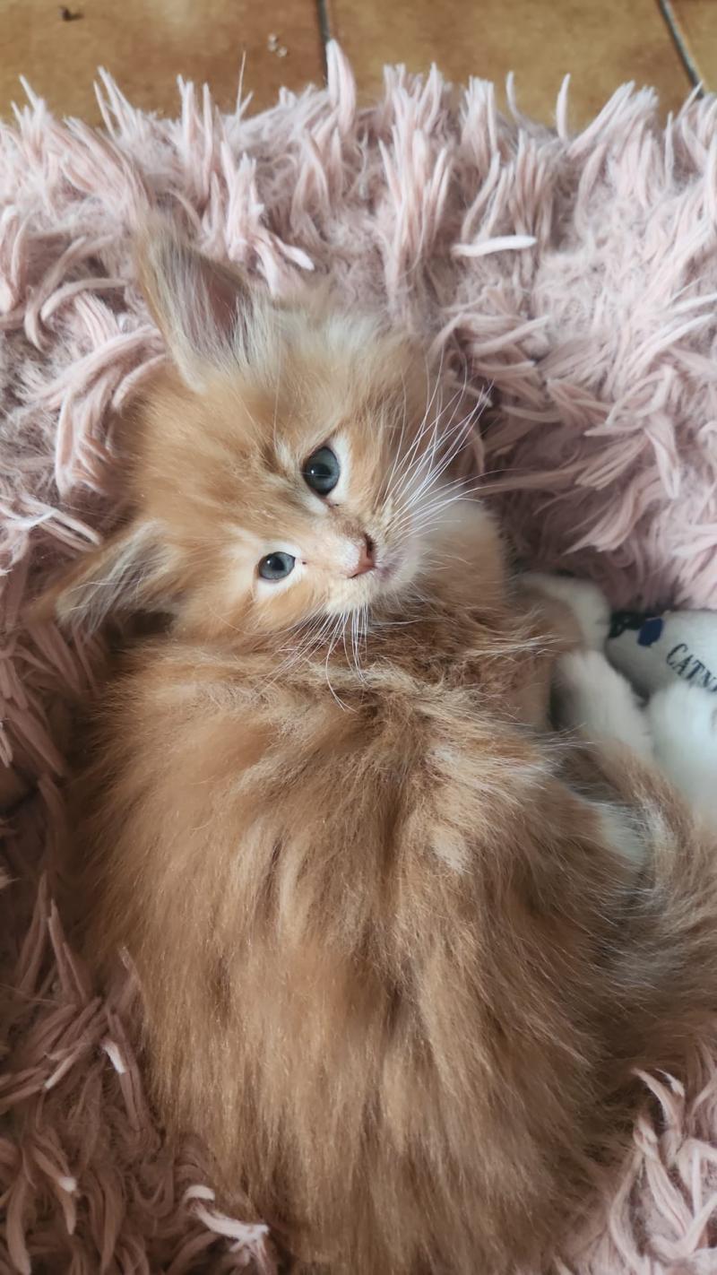 Basile Mâle Maine coon polydactyle