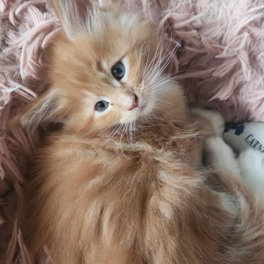 Basile Mâle Maine coon polydactyle