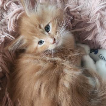 chaton Maine coon polydactyle red blotched tabby & blanc Basile Chatterie de sweet sunshine