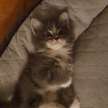 chaton Maine coon polydactyle blue bicolor Benson Chatterie de sweet sunshine