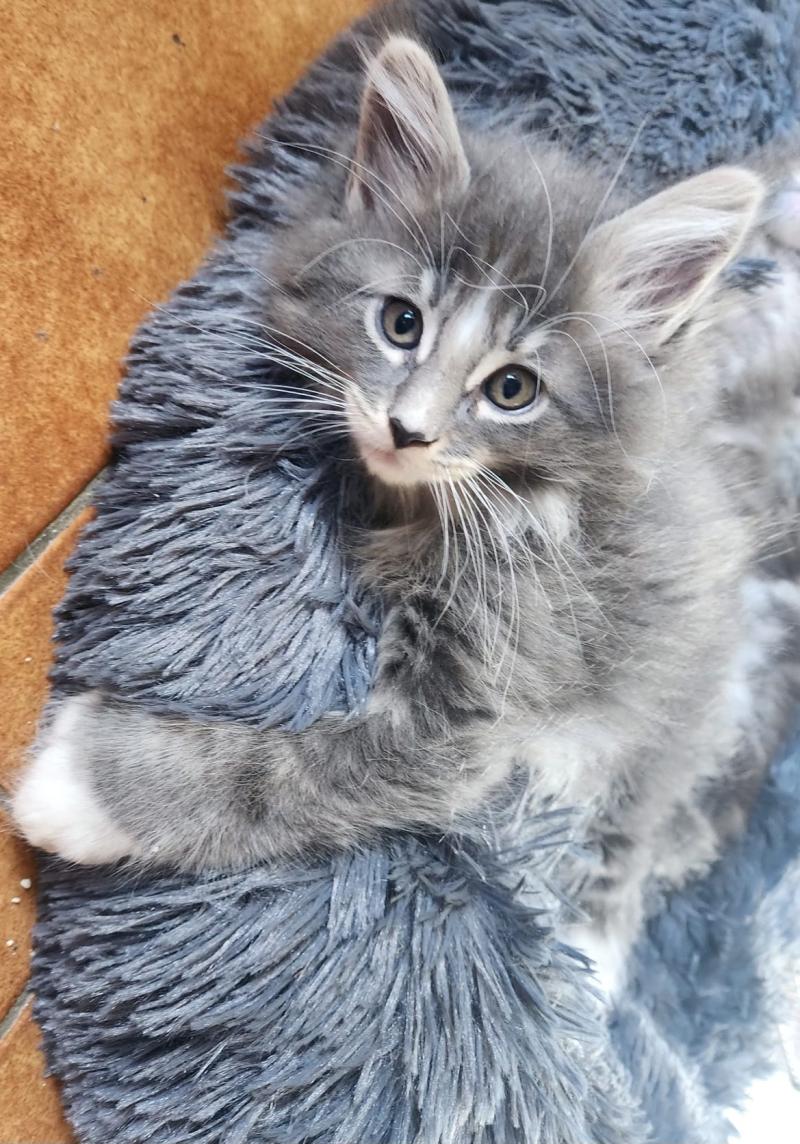 Benson Mâle Maine coon polydactyle