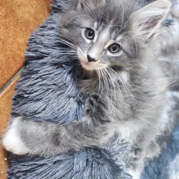 chaton Maine coon polydactyle blue bicolor Benson Chatterie de sweet sunshine